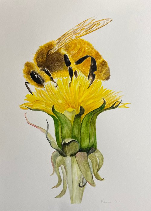 Bee on flower by Maxine Taylor