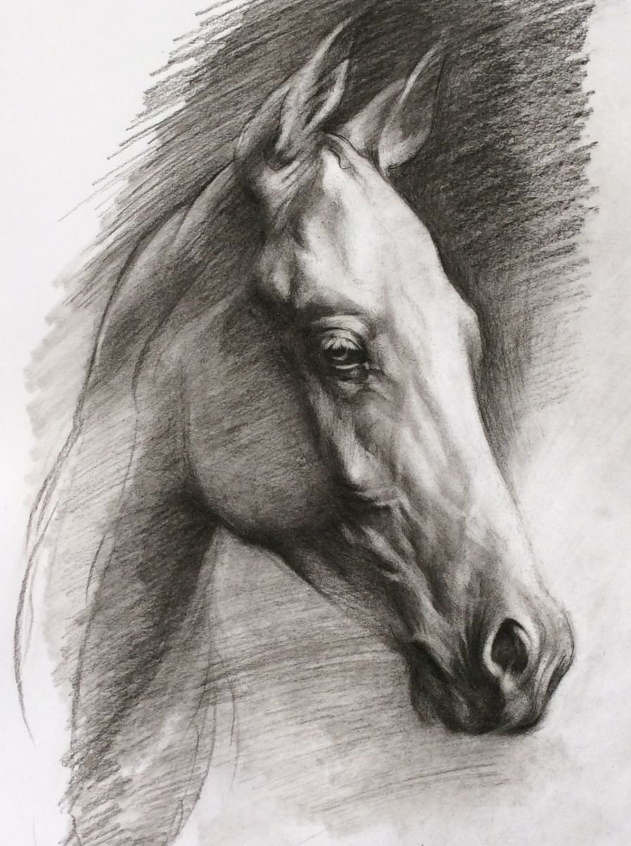 Expressive Animal Charcoal Drawing By Yuriy Ivashkevych, 13 X 17", Akhal-Teke., Original Artwork