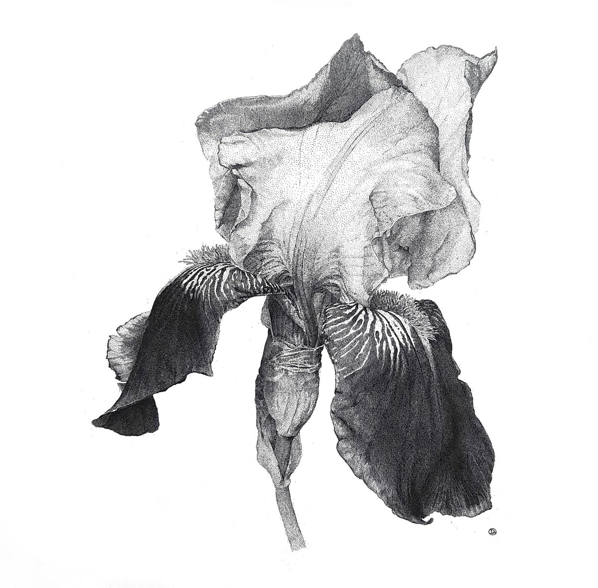 Iris. Flower of the King. by Iana Cherepanska