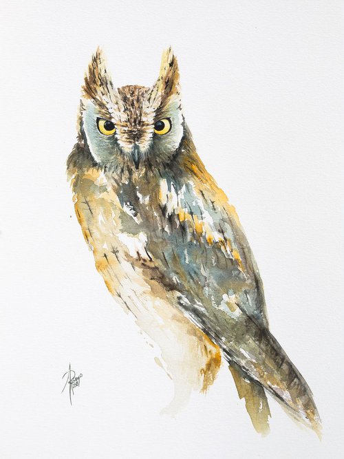 Scops Owl by Andrzej Rabiega