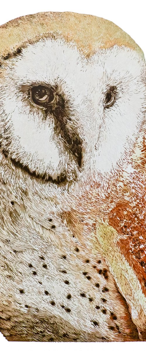 Barn Owl by Wayne Longhurst