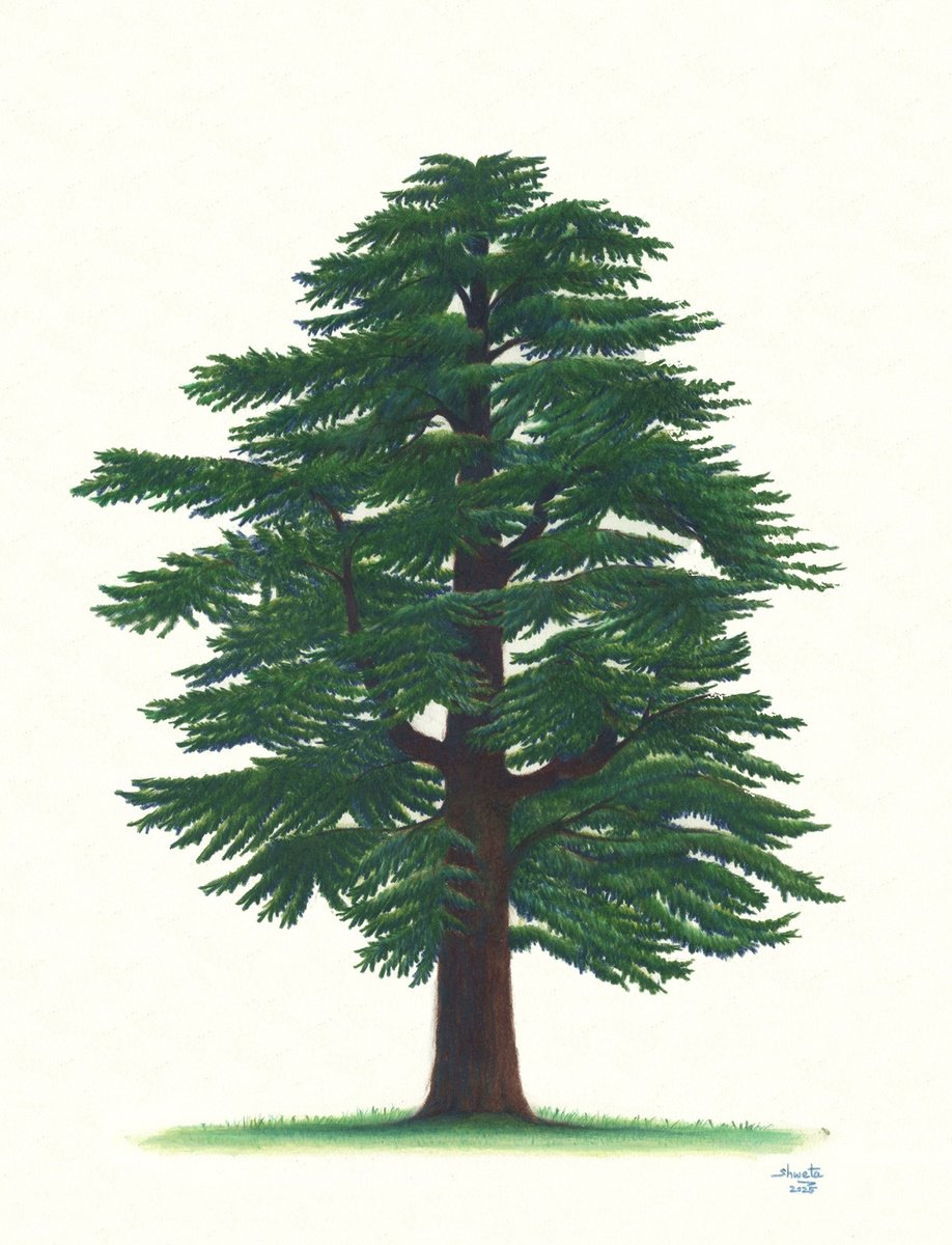 Photorealistic Botanical Pencil Drawing By Shweta Mahajan, 12 X 16", Cedar Of Lebanon, Original Artwork