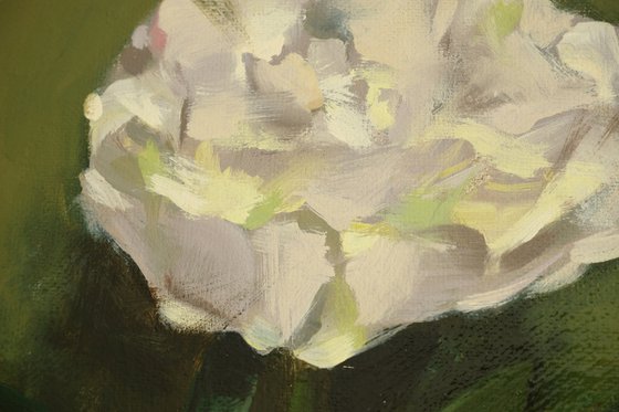 White Peony