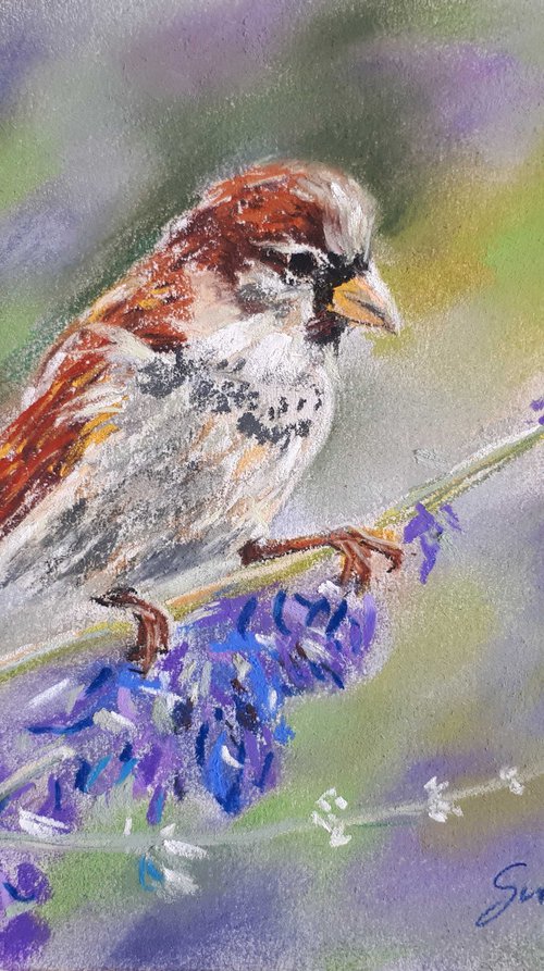 Sparrow - Animal portrait /  ORIGINAL SOFT PASTEL DRAWING by Salana Art / Svetlana Samovarova