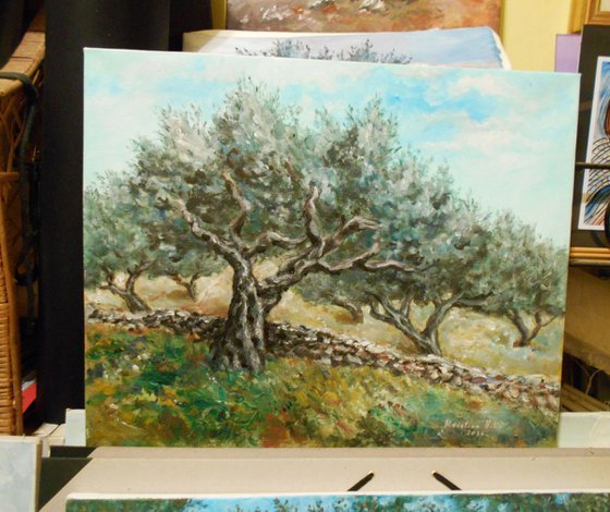 Olive trees