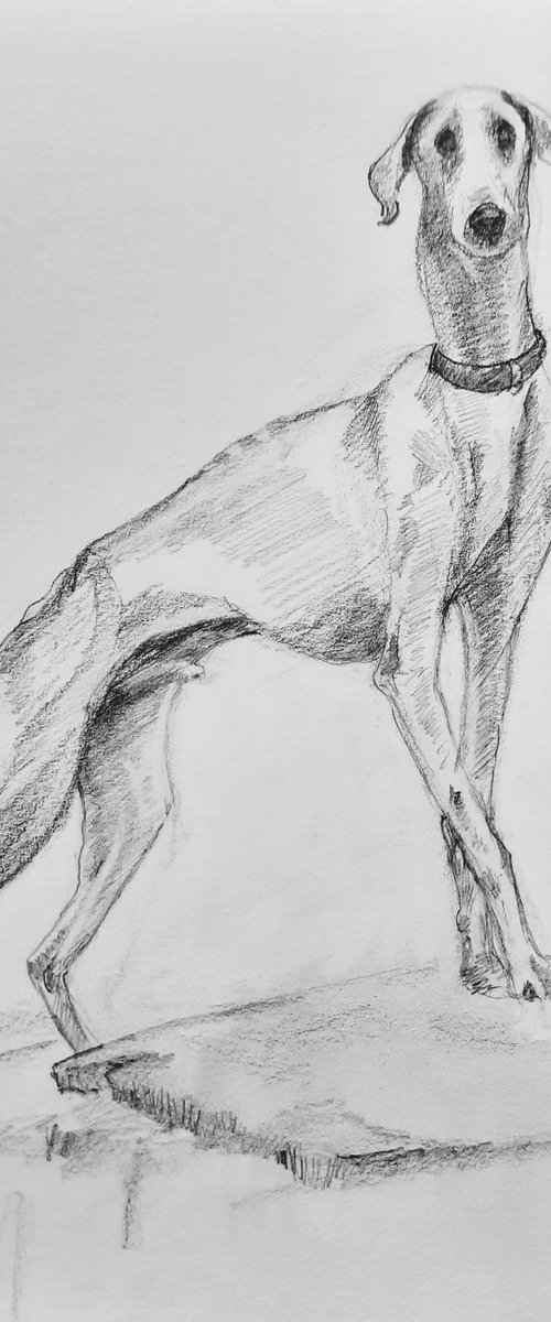 The Indian Mudhol hound by Asha Shenoy