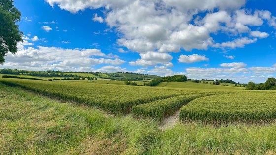 Wheatfield Panorama