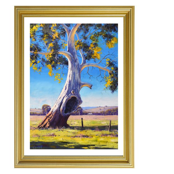 Large Australian Eucalyptus tree
