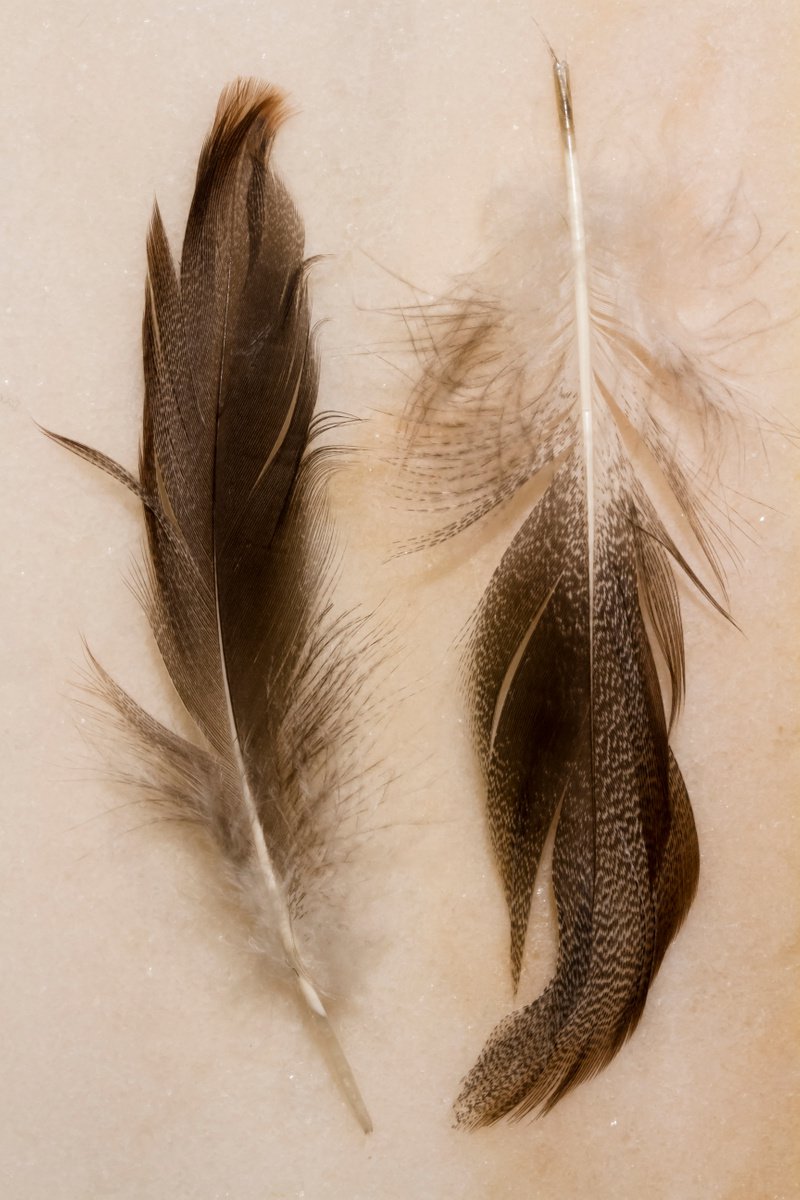 Feathers by Sandra Platas Hernandez
