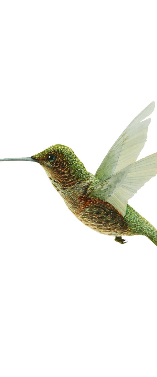 Watercolor hummingbird by Karina Danylchuk