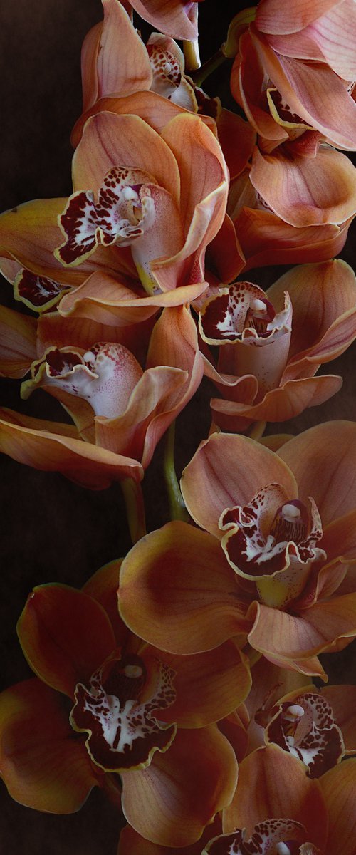 Mocha Boat Orchids by Nadia Culph
