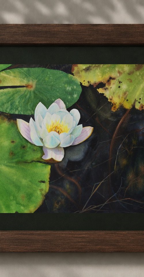 White Lily on Dark Pond by Olga Beliaeva Watercolour