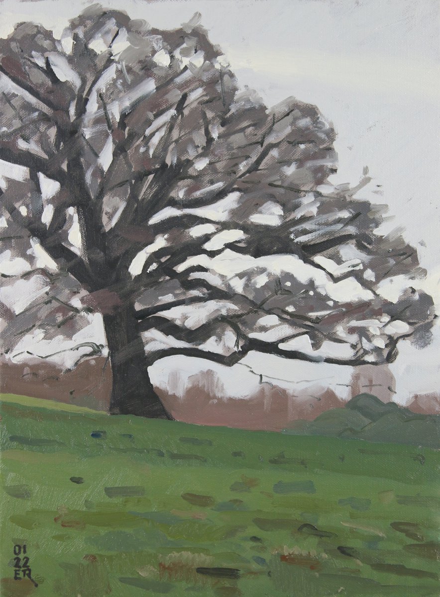 Oak Tree Study, Danny Park by Elliot Roworth
