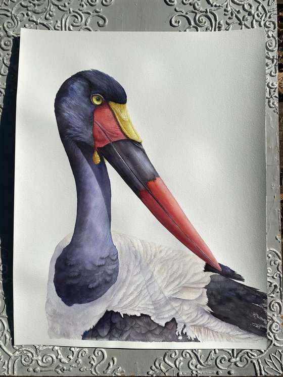 Saddle-billed Stork Portrait
