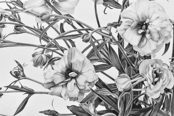 Butterfly Ranunculus Flowers