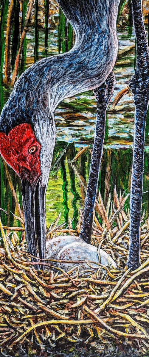 Sandhill Crane Nest by Robbie Potter