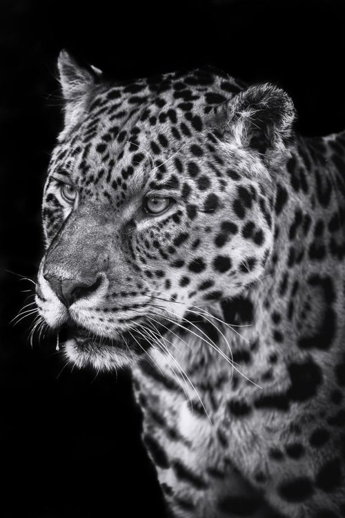 Jaguar by Paul Nash