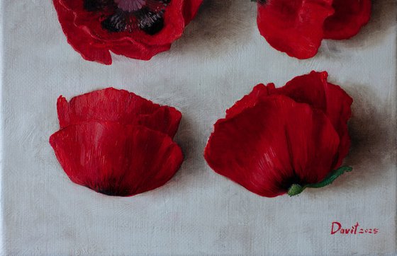 Wild poppies 01