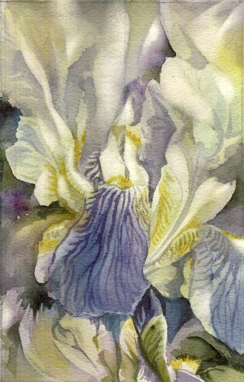 a painting a day #50 "delicate iris" by Alfred  Ng