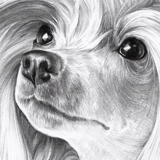 Chinese crested dog. Pensil portrait. 21cm x 30cm