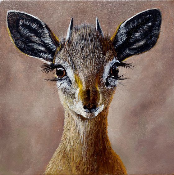 Madoqua (Wild dik-dik antilopa)30 X 30 cm - Ready to Hang