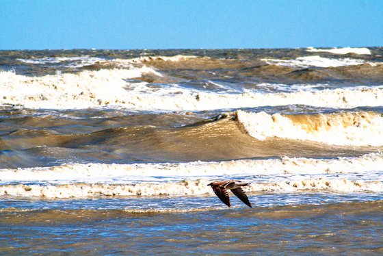 Flying Seagull on Stormy Sea