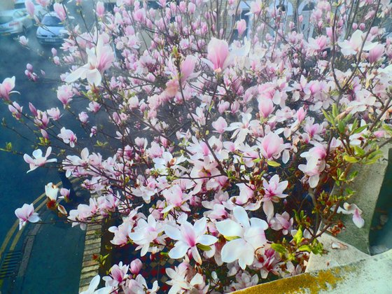 Magnolias Full Bloom
