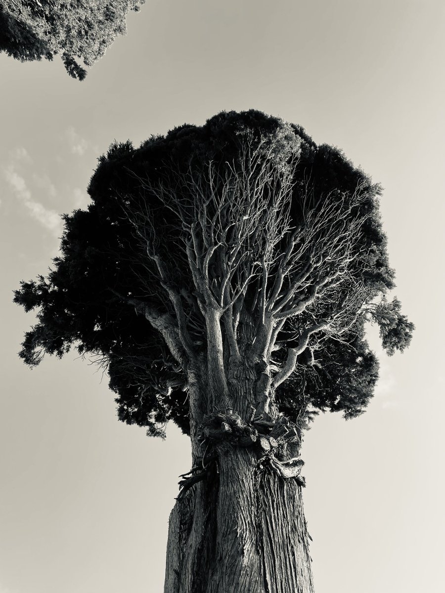Photorealistic Photograph , Nt#185 Legendary Three #3 By Mattia Paoli, 44 X 59, Artwork For Sale On Artfinder