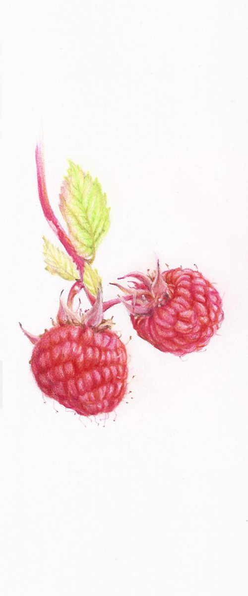 My Wild Berries as Bookmarks - The Raspberry by Katya Santoro