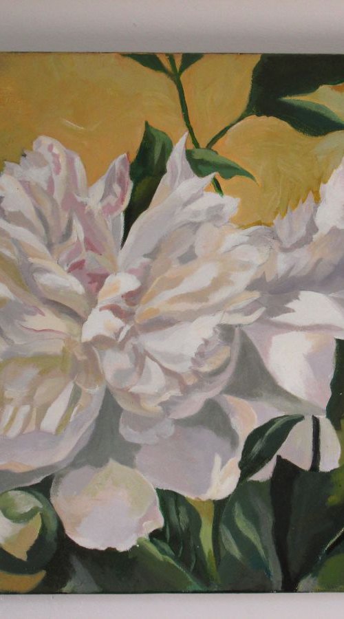 White peony by Alfred Ng