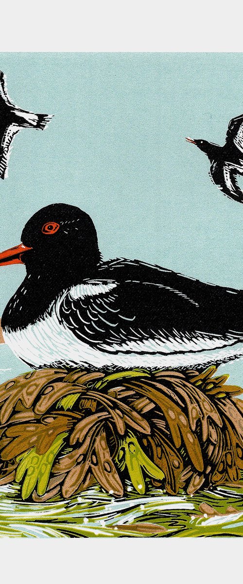 Oystercatchers by Paula Boyd-Barrett