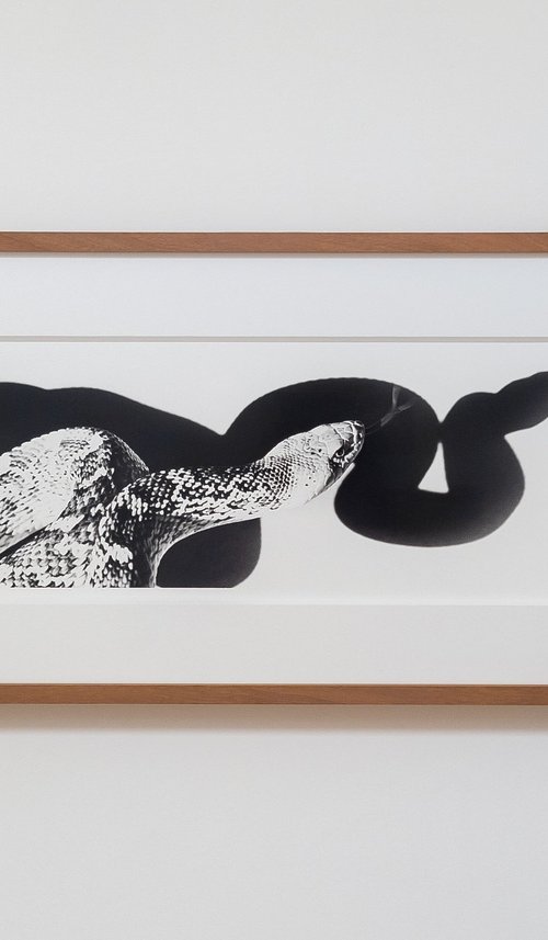 Bullsnake and his shadow - 2 by Francesco Mussida