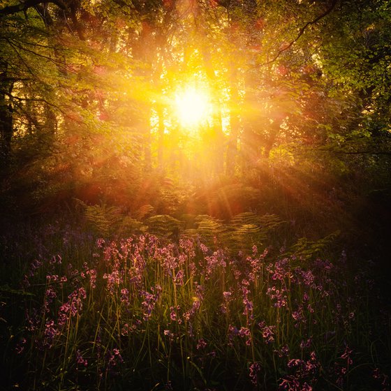 Bluebell sunburst