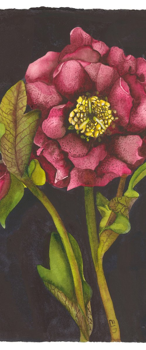 Appalachian Mountain Rose by Mary Lyn Gough