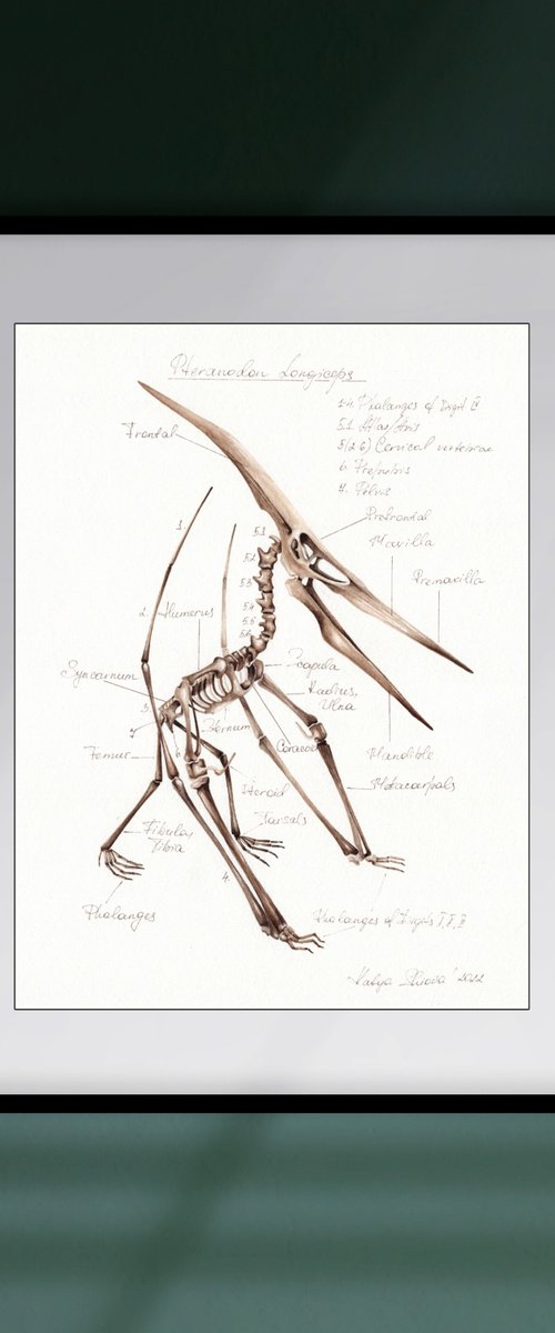 Pteranodon by Katya Shiova