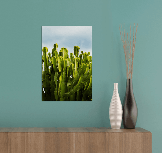 Blooming Cactus
