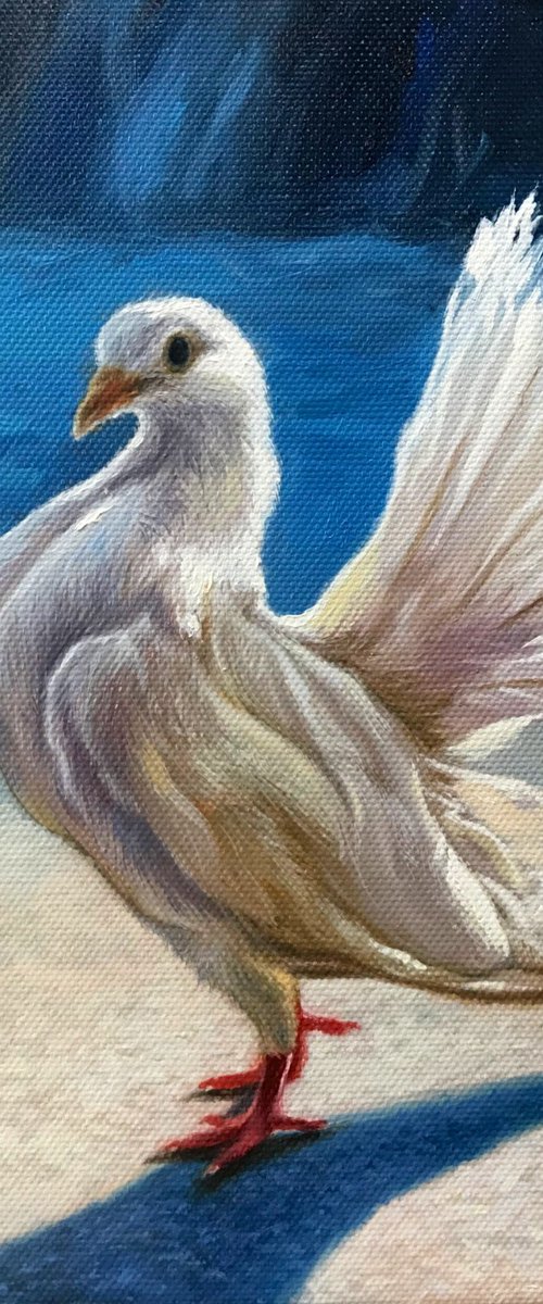Pigeon by Kakajan Charyyev