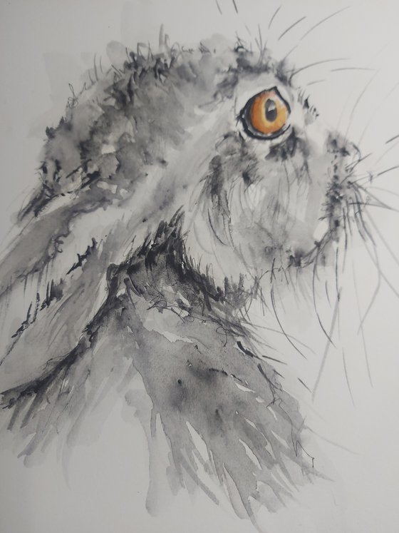 Hare - side view