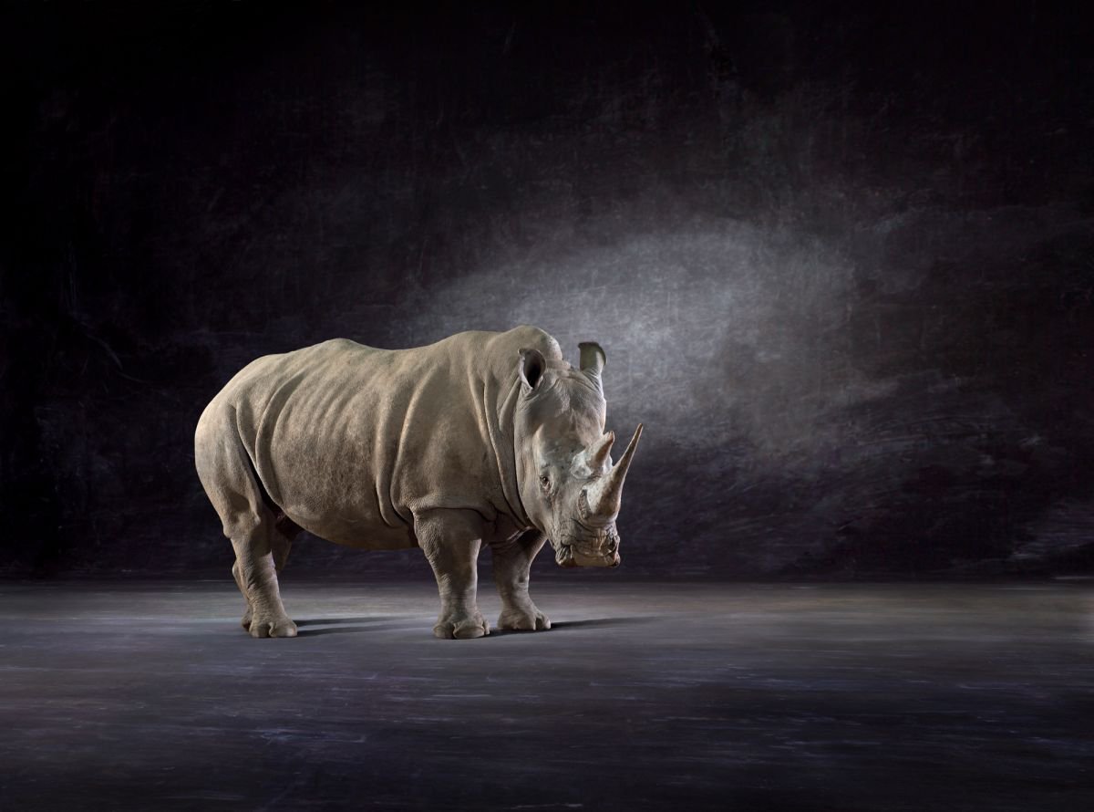 White Rhino by Lindsay Robertson