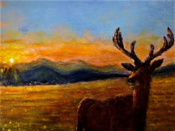 Wapiti sunset