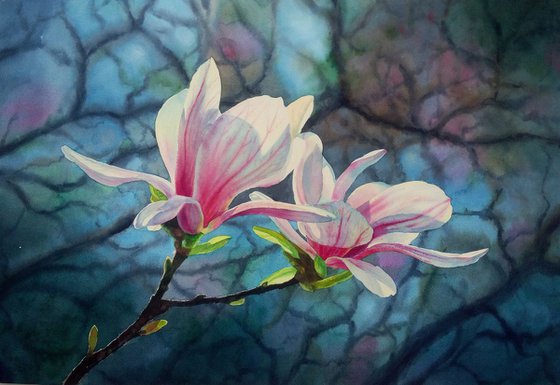 Blooming magnolia - Magnolia Blossoms - Beauty Of Spring - Pink Magnolias - Blooming Flower Magnolia - Springtime