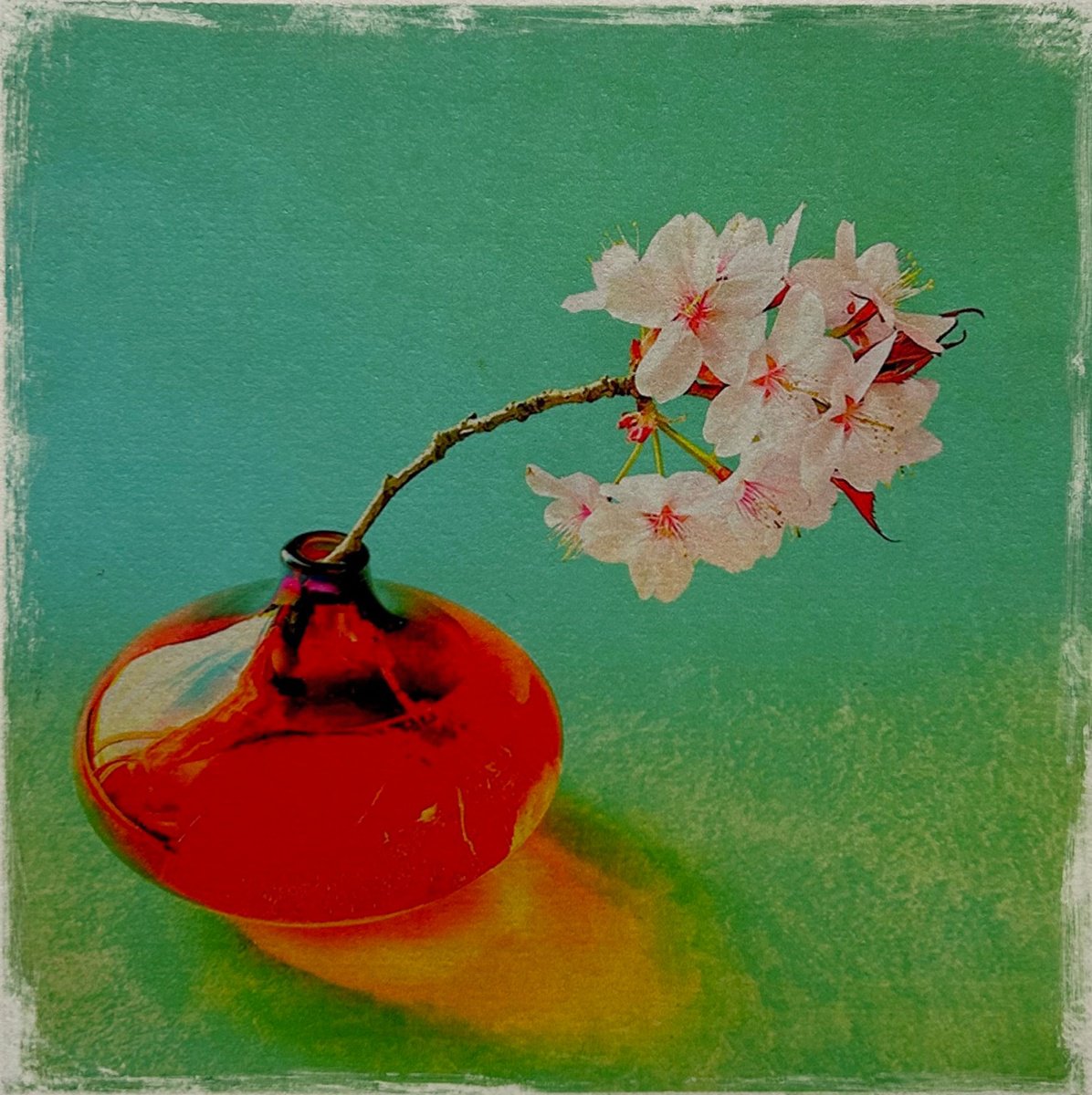 Expressive Botanical Photograph By Sarah Parsons, 12 X 12", Japanese Cherry Blossom, Original Artwork