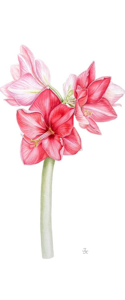 Pink hippeastrum by Tetiana Kovalova