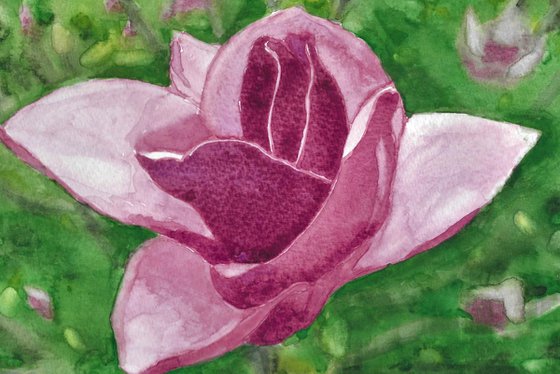 MAGNOLIA II