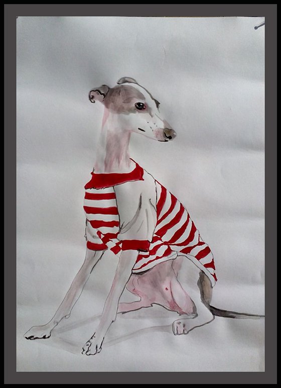 Whippet