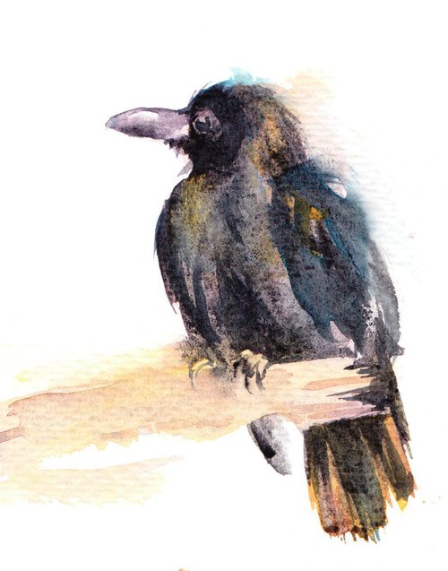 Large-billed crow, original watercolour painting by Anjana Cawdell