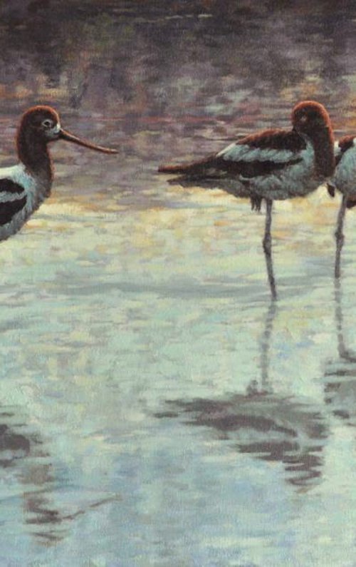 Evening - American Avocets by Richard K. Jolley