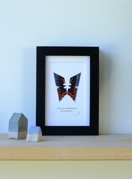 Papilio Deiphobus