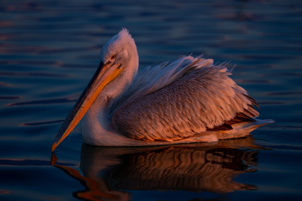 Photorealistic Animal Photograph By Nick Dale, 53 X 38", Pensive Pelican, Original Artwork