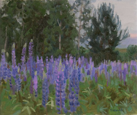 Lupine Meadow